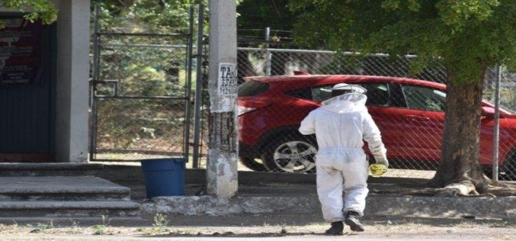 Nueve personas resultan lesionadas por enjambre de abejas