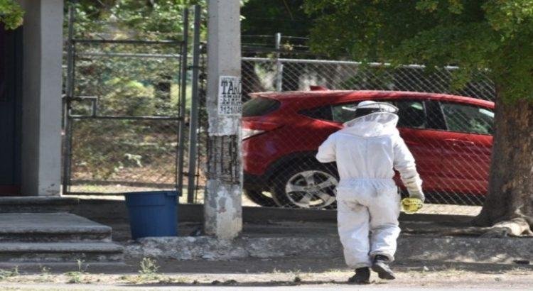 Nueve personas resultan lesionadas por enjambre de abejas