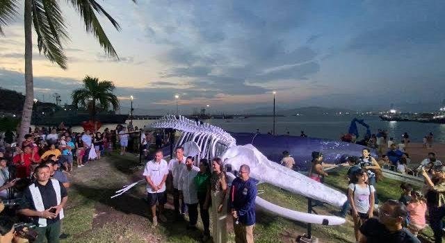 Develan en Manzanillo osamenta de ballena jorobada