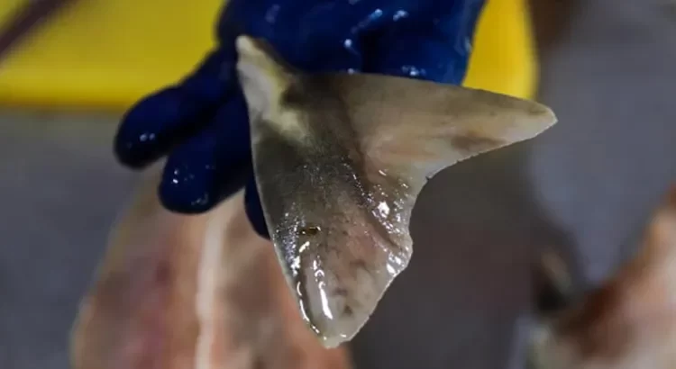 Incauta Brasil el mayor cargamento de aletas de tiburón