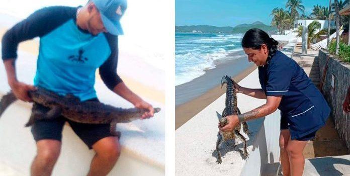 Localizan cocodrilo en playa de Manzanillo