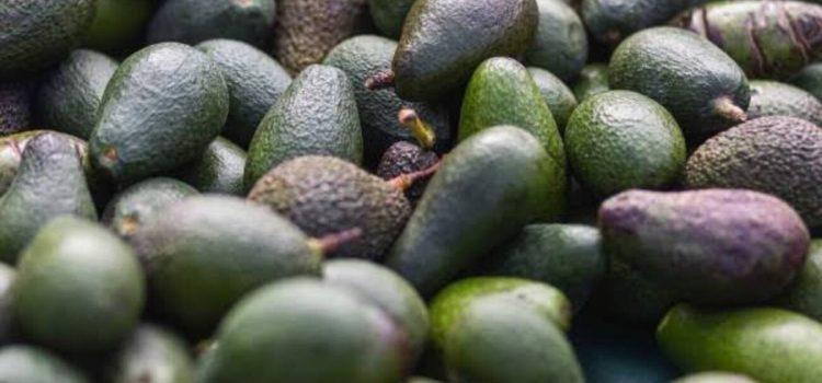 Colima produce alrededor de diez mil toneladas de aguacate de gran calidad