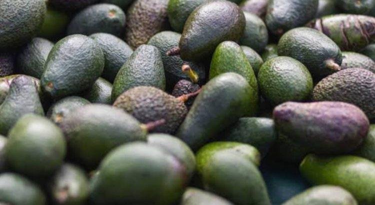 Colima produce alrededor de diez mil toneladas de aguacate de gran calidad
