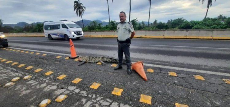 Fallece un hombre luego de ser atacado por un cocodrilo en Manzanillo