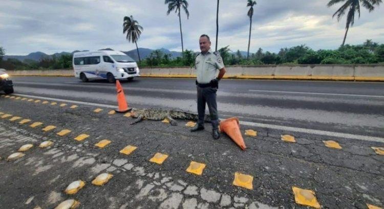 Fallece un hombre luego de ser atacado por un cocodrilo en Manzanillo