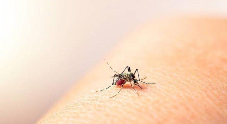 Incrementan casos de dengue en el estado