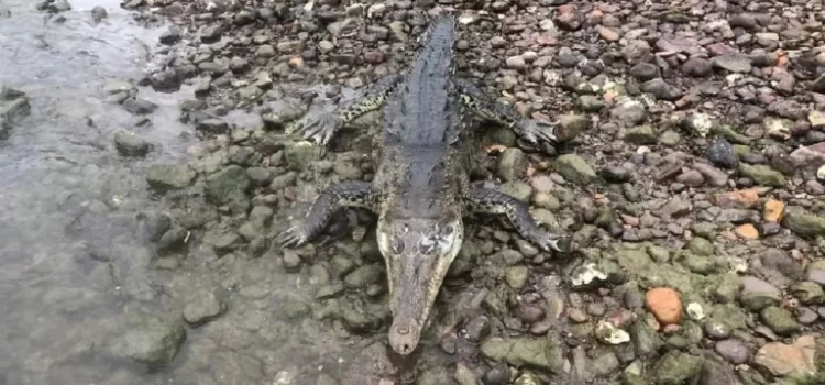 Localizan cocodrilo muerto en laguna de Manzanillo