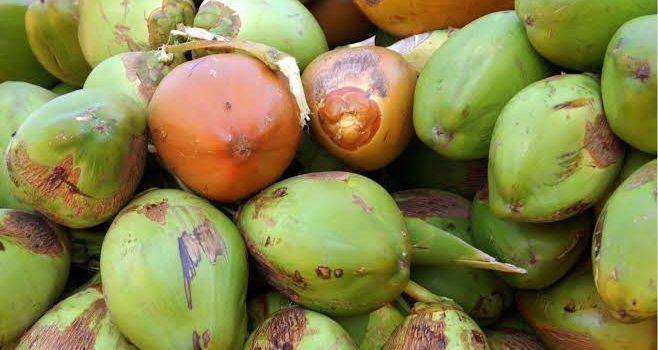 Coco asiático acapara el mercado industrial de Colima