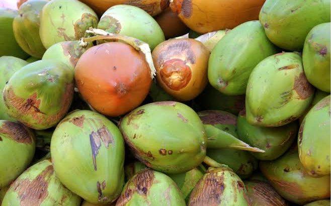 Coco asiático acapara el mercado industrial de Colima