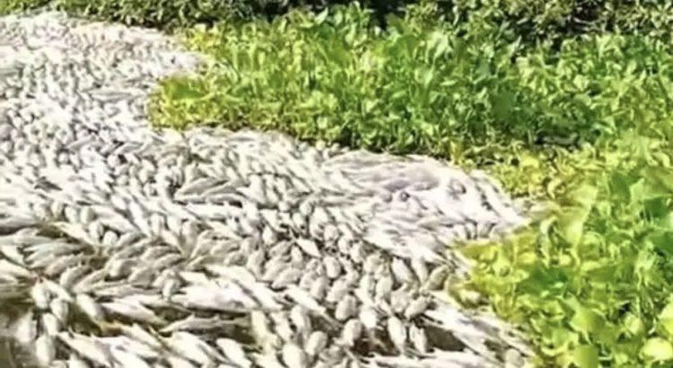 Denuncian muerte masiva de peces en Colima