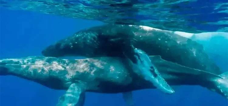 Captan por primera vez a ballenas apareándose … nomás que los 2 eran machos