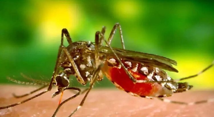 Epidemia de dengue en Guatemala: Declara el gobierno emergencia nacional