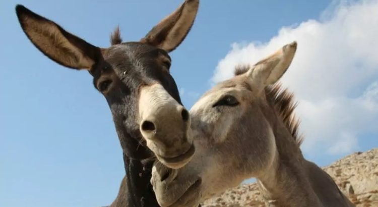 ¡Casamiento Inolvidable! Una boda de burros alegra las calles de Antalya, Turquía