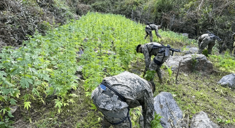 Sedena decomisa 80 mil kilos de marihuana en Colima durante los últimos 4 meses