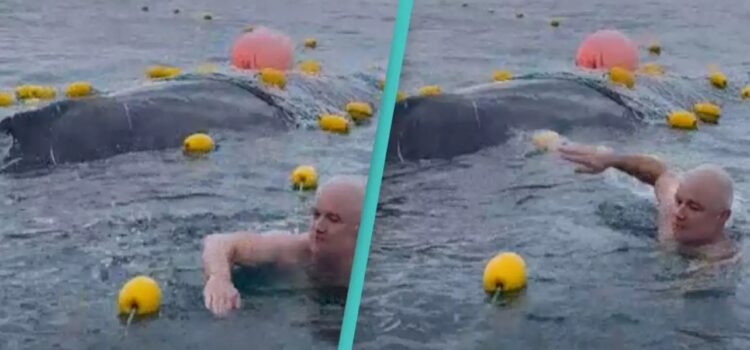 Grupo de amigos enfrentan multas por rescatar a ballena jorobada atrapada en red