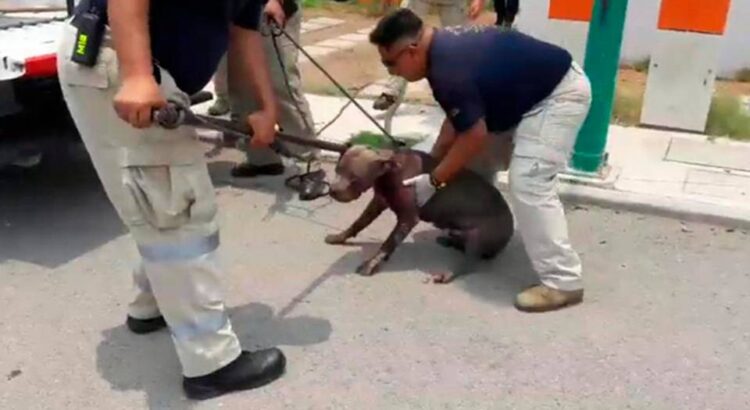 Niña de 4 años muere tras ataque de pitbull en Colima