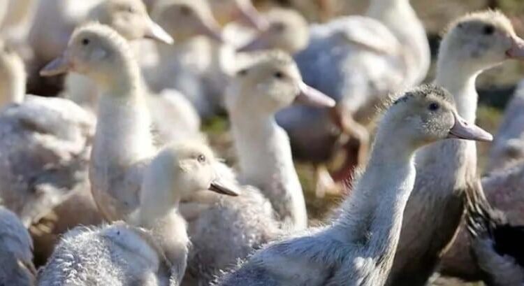 Reportan primer caso grave de gripe aviar en humano en Estados Unidos Reportan primer caso grave de gripe aviar en humano en Estados Unidos