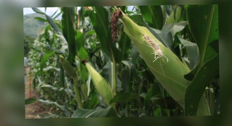 Panorama crítico para el cultivo de maíz blanco en México