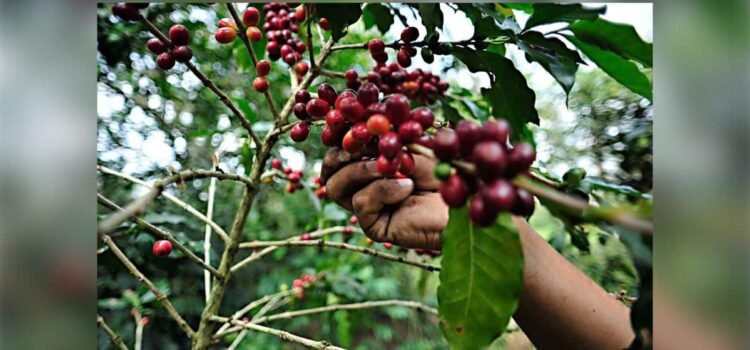 Colima lleva café de especialidad a Europa Colima lleva café de especialidad a Europa