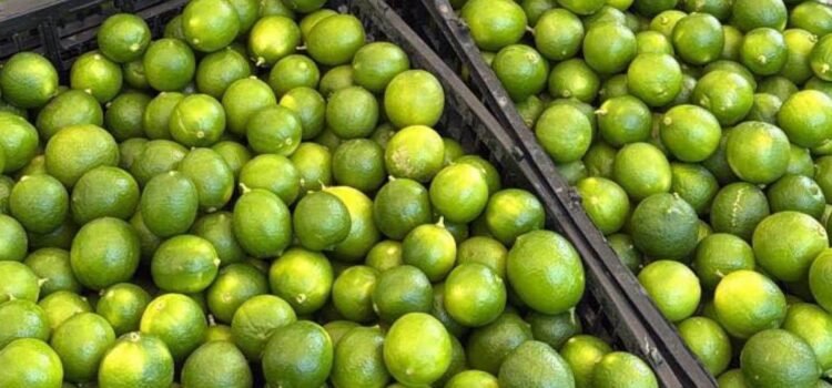 Buscan precio de garantía para limón en Colima Buscan precio de garantía para limón en Colima