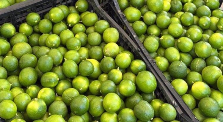 Buscan precio de garantía para limón en Colima 