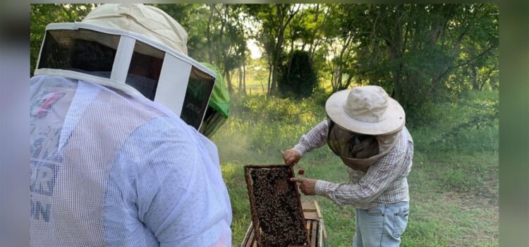 Producción de miel en Colima cae por el uso de agroquímicos Producción de miel en Colima cae por el uso de agroquímicos