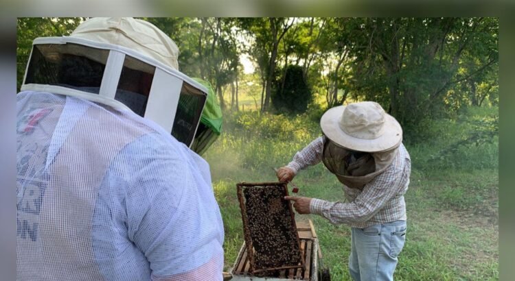 Producción de miel en Colima cae por el uso de agroquímicos