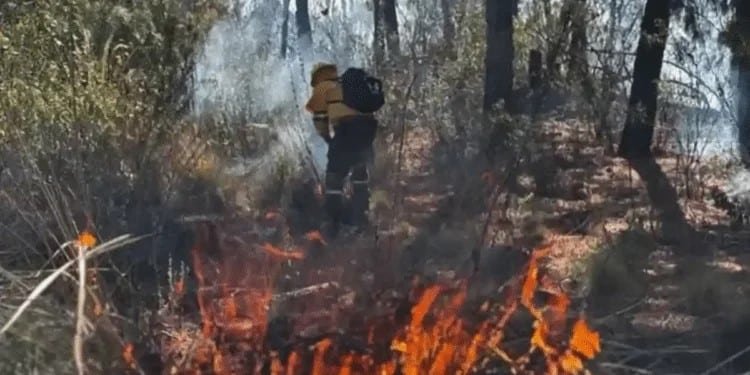 Temporada de Incendios Forestales 2025, la segunda más crítica de la historia
