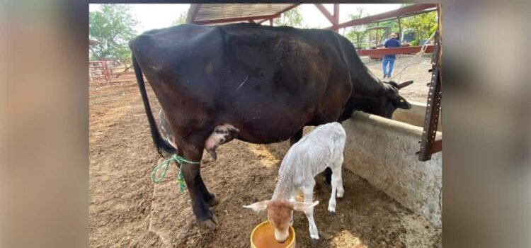 Colima avanza hacia la reacreditación para exportación de ganado