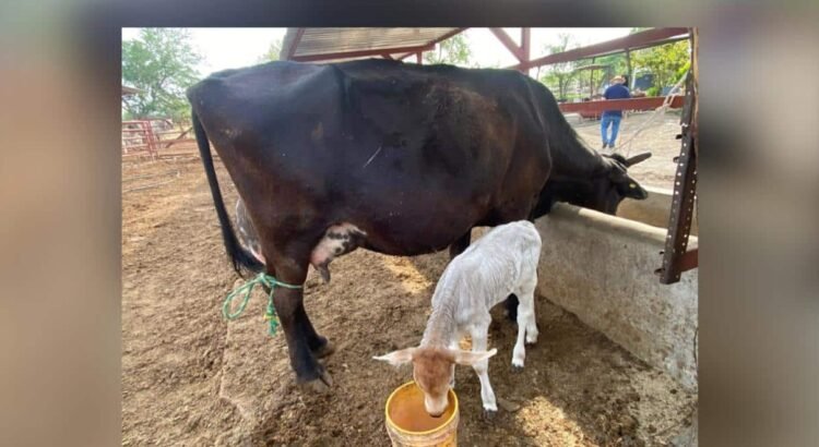 Colima avanza hacia la reacreditación para exportación de ganado