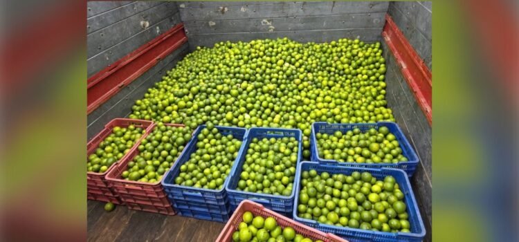 Colapsa rentabilidad del limón en Colima