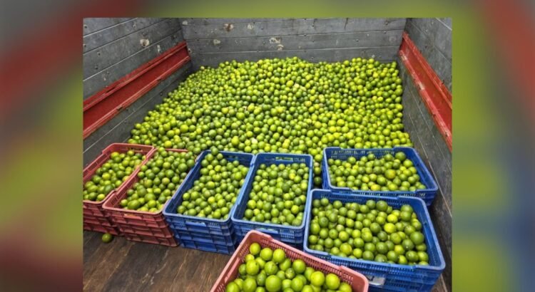 Colapsa rentabilidad del limón en Colima