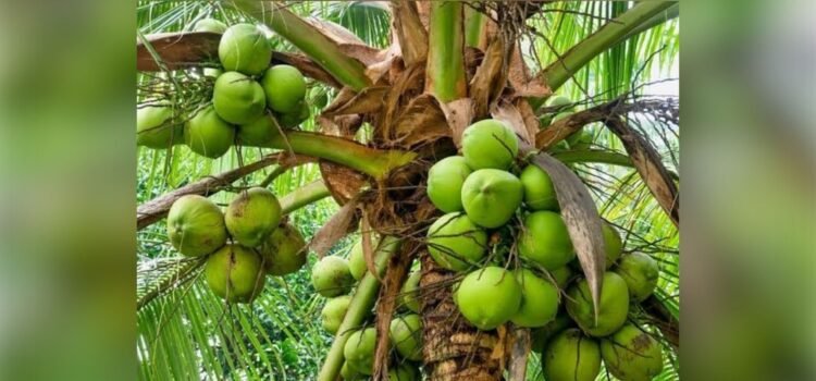 Hasta 40 % de la cosecha de coco se ha perdido en Colima por plaga Hasta 40 % de la cosecha de coco se ha perdido en Colima por plaga