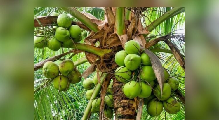 Hasta 40 % de la cosecha de coco se ha perdido en Colima por plaga