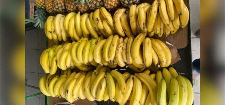 Plátano en Colima, sin crecimiento Plátano en Colima, sin crecimiento