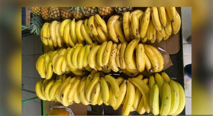 Plátano en Colima, sin crecimiento