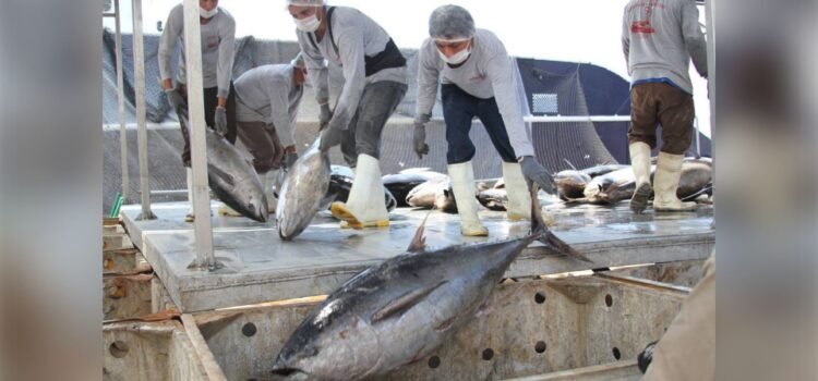 Pesca ilegal persiste en costas de Colima Pesca ilegal persiste en costas de Colima