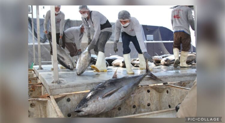 Pesca ilegal persiste en costas de Colima