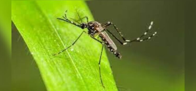 Colima enfrenta aumento alarmante de dengue, van más de mil 370 casos Colima enfrenta aumento alarmante de dengue, van más de mil 370 casos