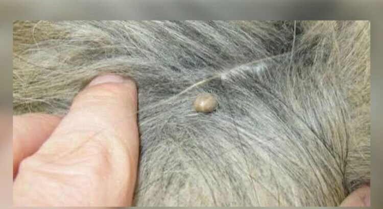 Alerta por Ehrlichia en Tecomán, Colima
