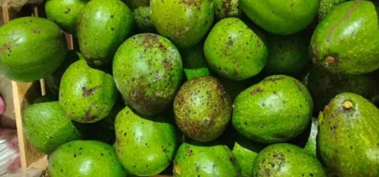 Productores de Colima apuestan por combatir plagas en aguacate con microorganismos