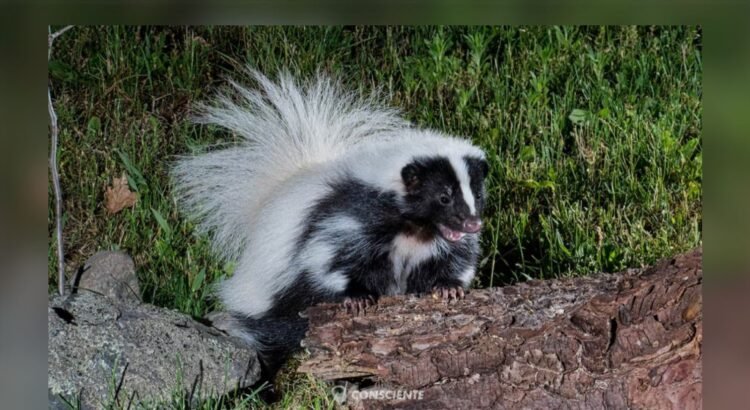 Alertan sobre riesgo de rabia en fauna silvestre en Colima