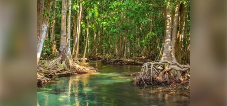 En Colima, más de 3 mil hectáreas de manglar requieren un marco legal