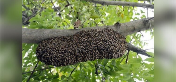 Fumigaciones en Colima provocan aumento de abejas silvestres y pérdida de colmenas