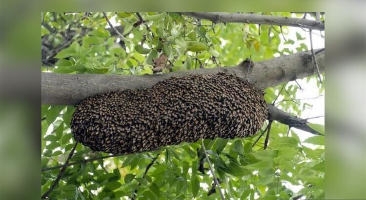 Fumigaciones en Colima provocan aumento de abejas silvestres y pérdida de colmenas Fumigaciones en Colima provocan aumento de abejas silvestres y pérdida de colmenas