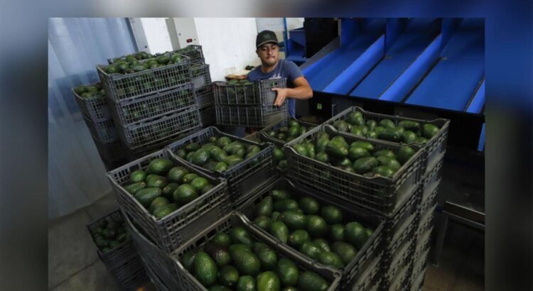 Caída en el precio del aguacate presiona a productores de Colima