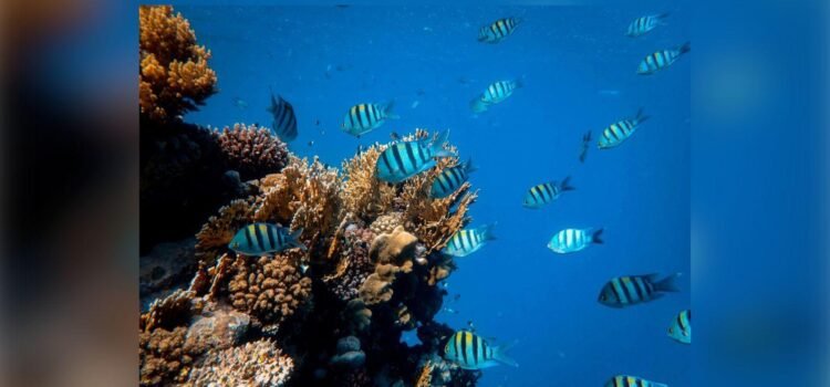 Manzanillo establece zona de refugio para proteger la pesca artesanal