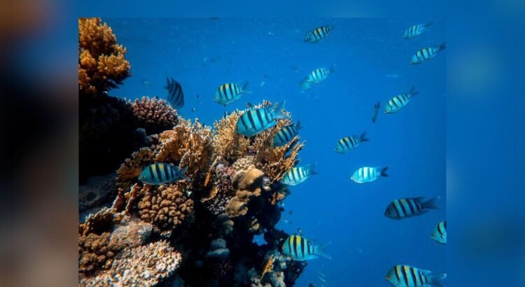 Manzanillo establece zona de refugio para proteger la pesca artesanal