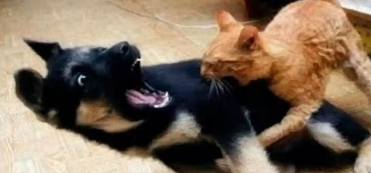 Recién casados quieren divorciarse… porque su perro y su gato no se llevan bien