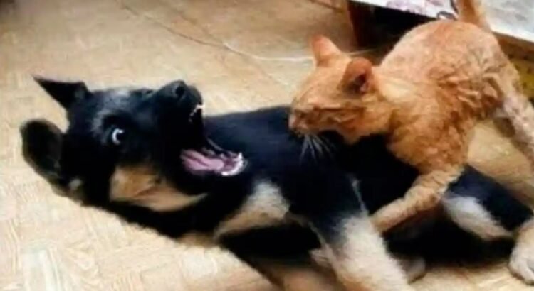 Recién casados quieren divorciarse… porque su perro y su gato no se llevan bien